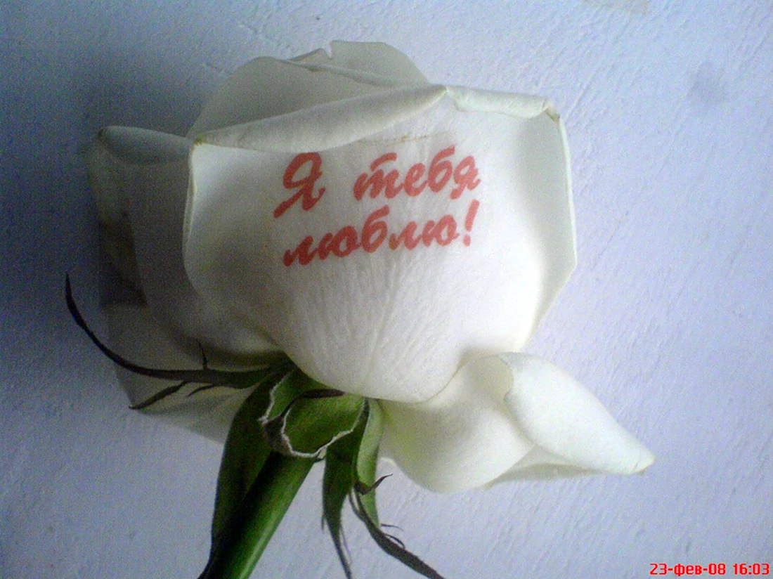 Белые розы я тебя люблю