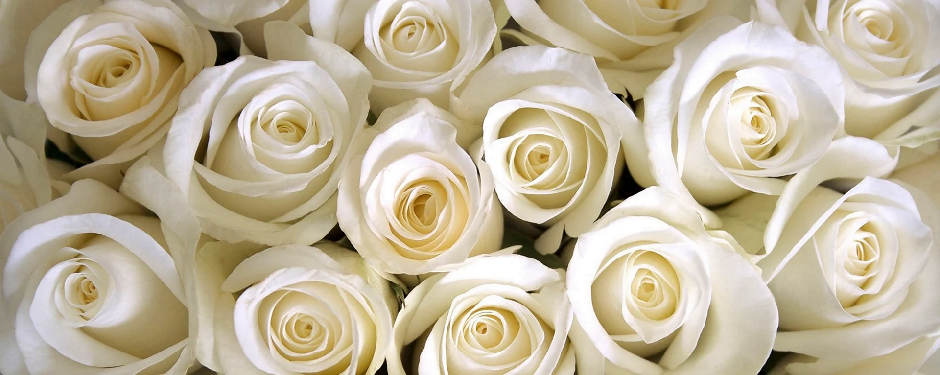 Белые розы сверху