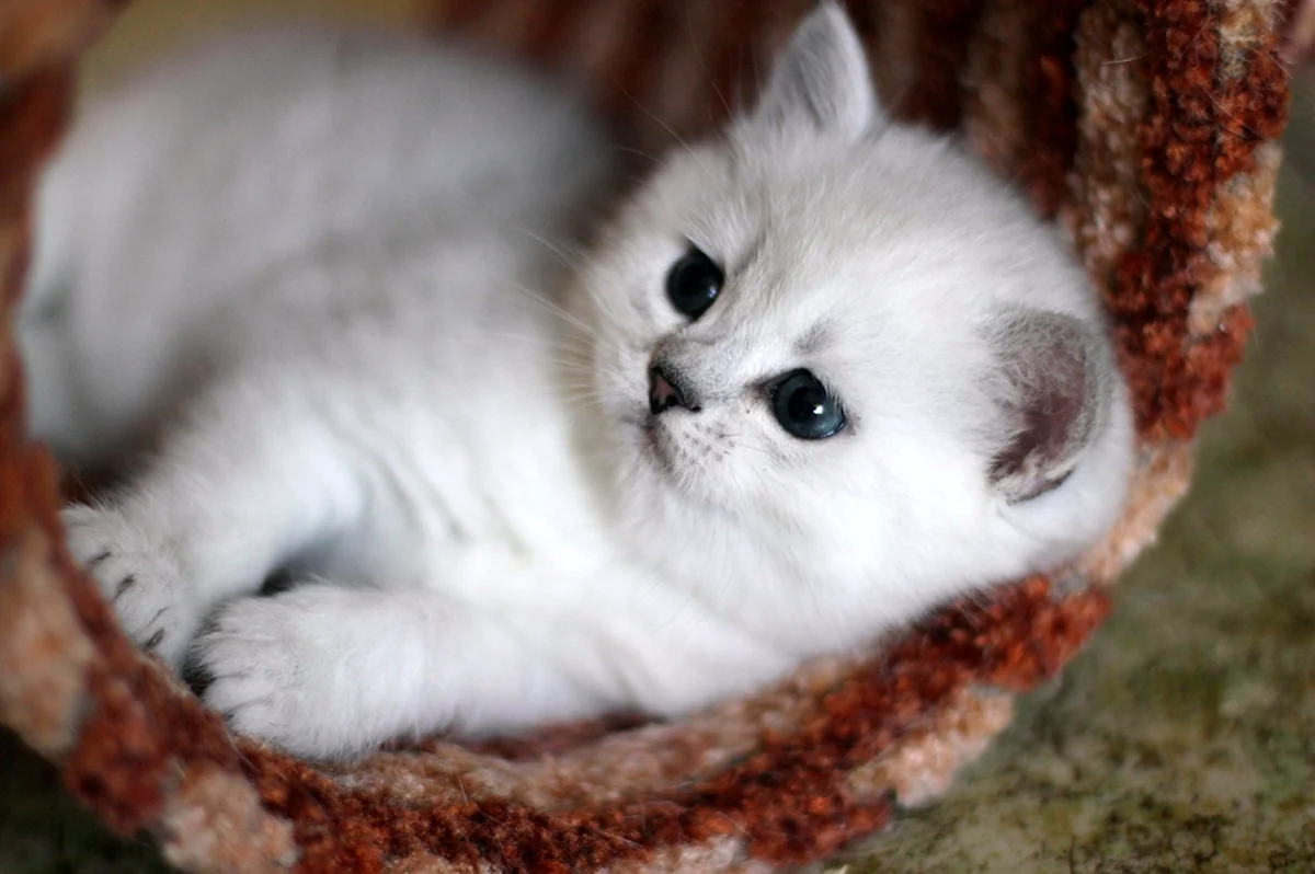 Белые шиншиллы котята