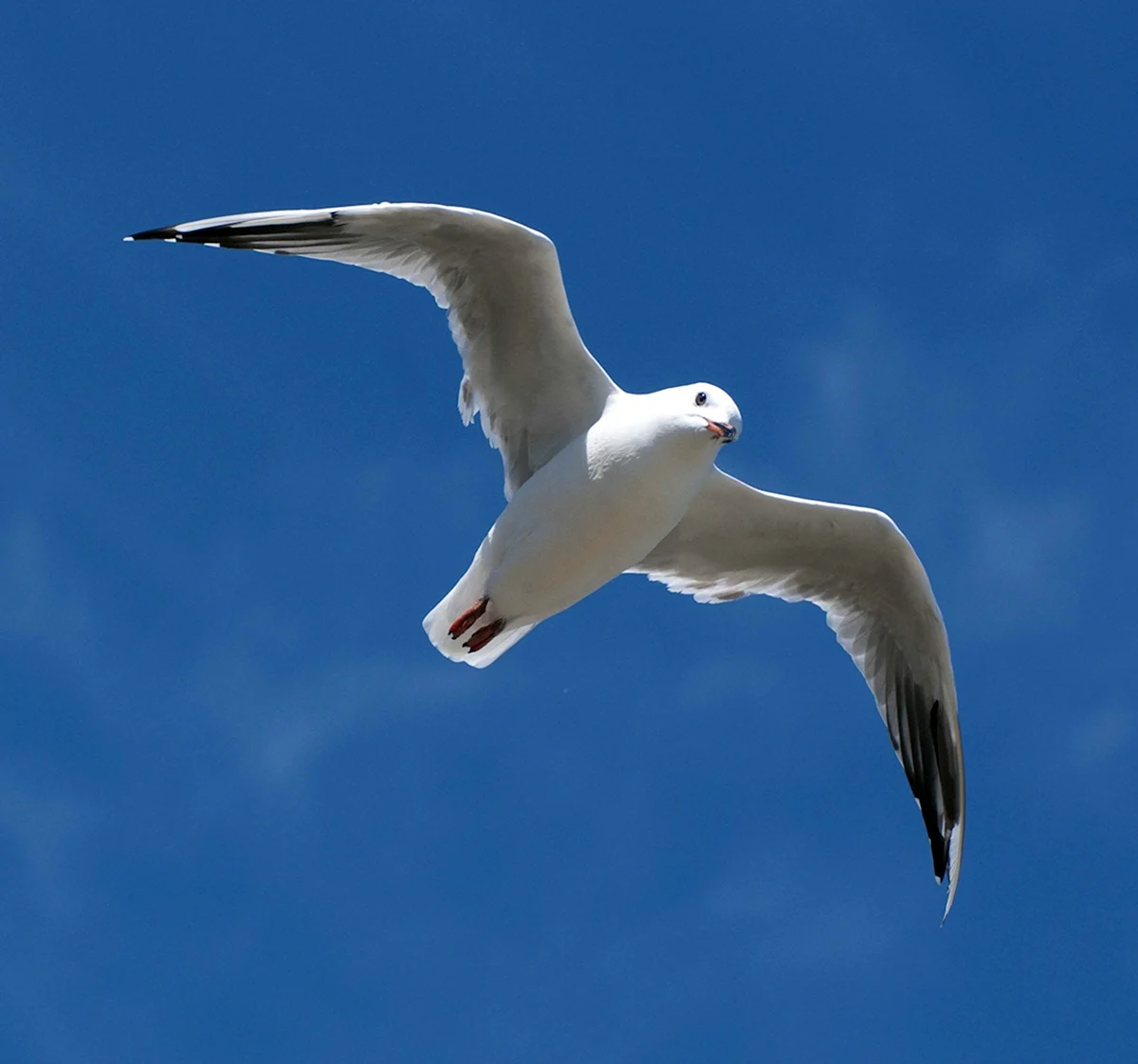Белый Альбатрос