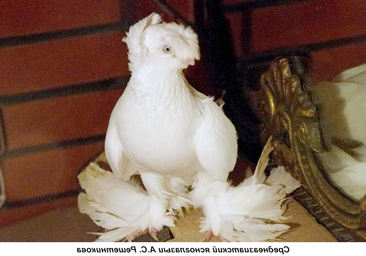 Белый ДВУХЧУБЫЙ голубь узбекский