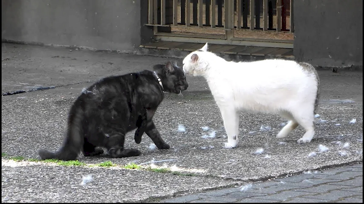Белый и черный кот дерутся