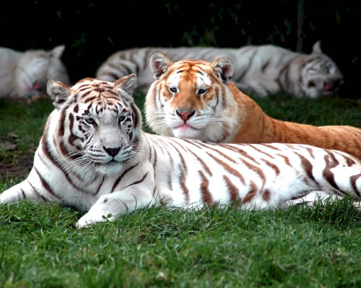 Белый и рыжий тигр