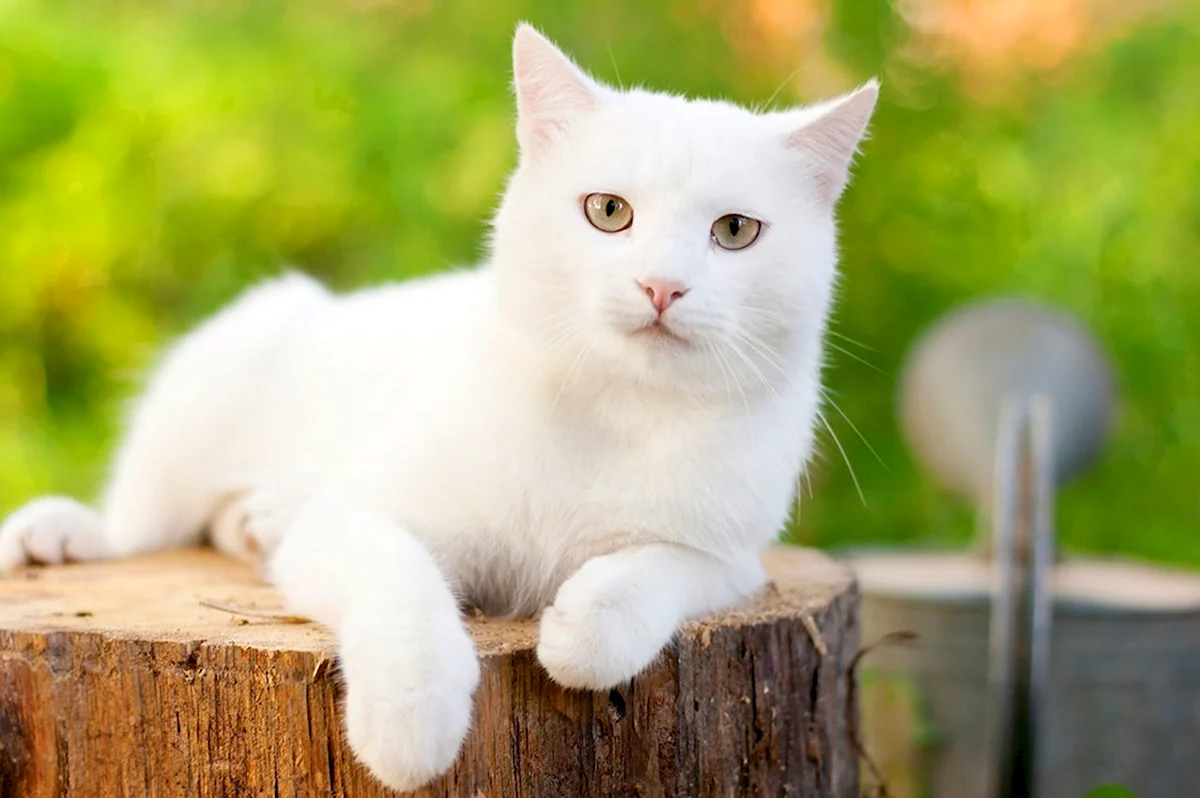 Белый кот