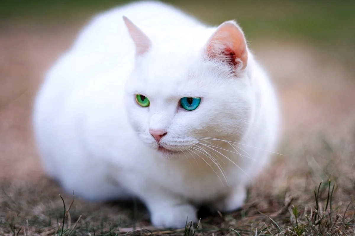 Белый кот альбинос