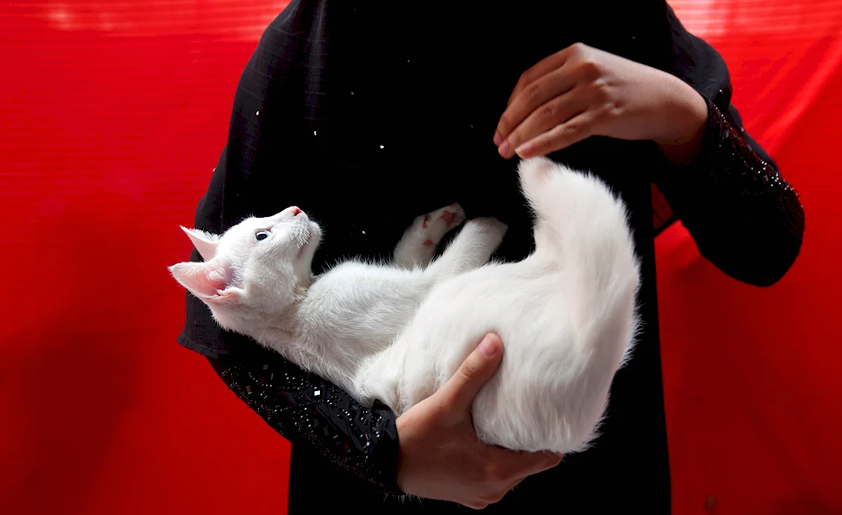 Белый кот на руках