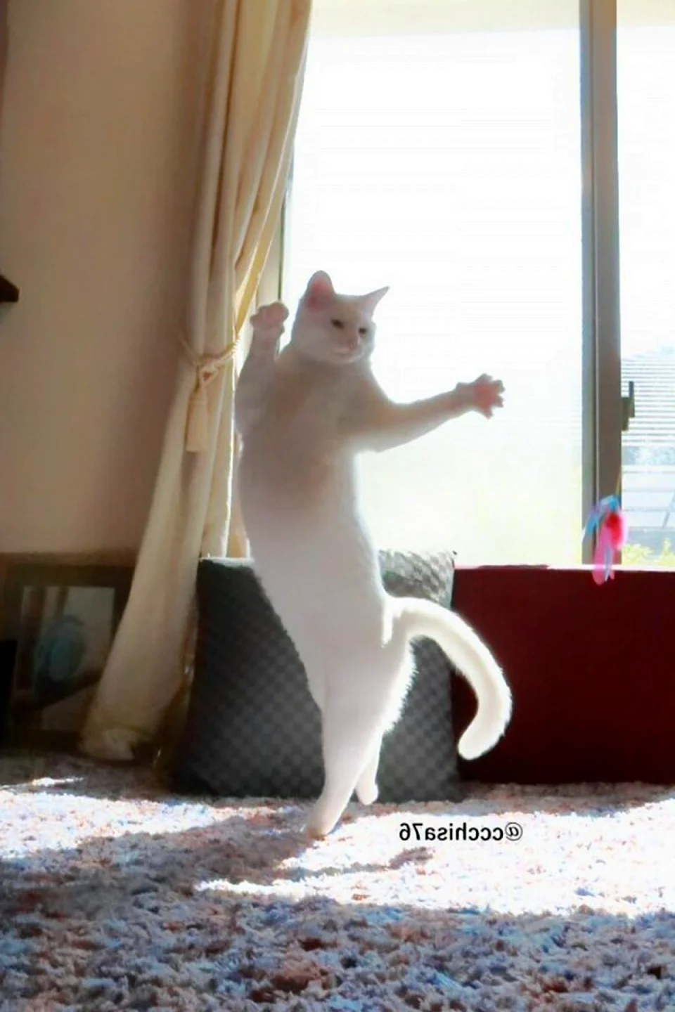 Белый кот танцует