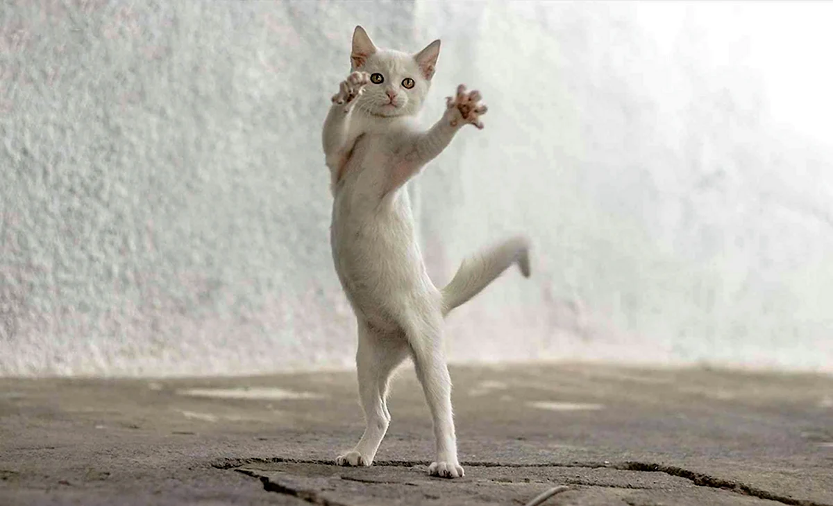 Белый кот танцует