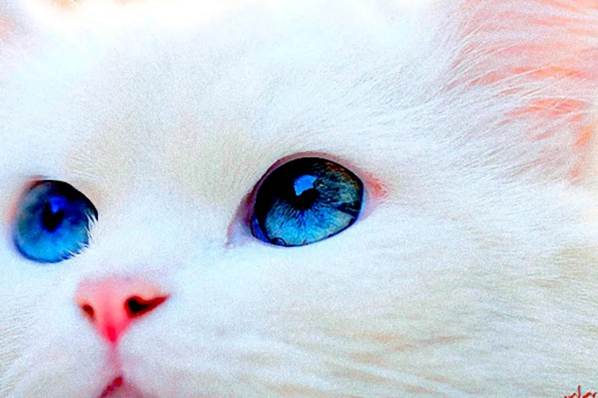 Белый котёнок с голубыми глазами