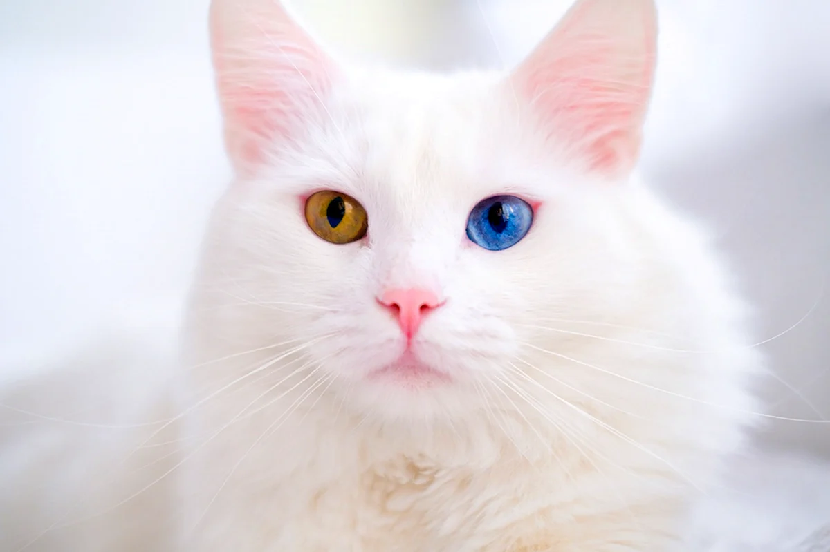 Белый котенок с разноцветными глазами