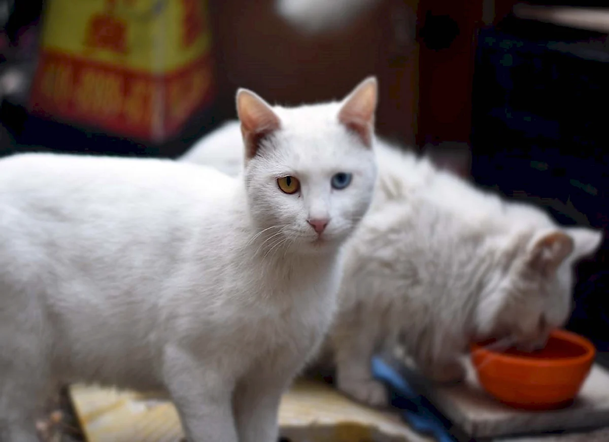 Белый котенок с желтыми глазами