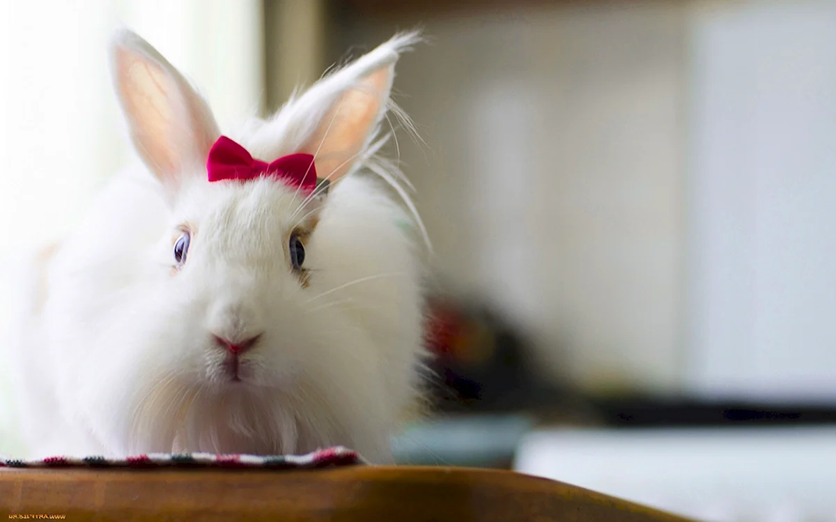 Белый кролик с красными глазами