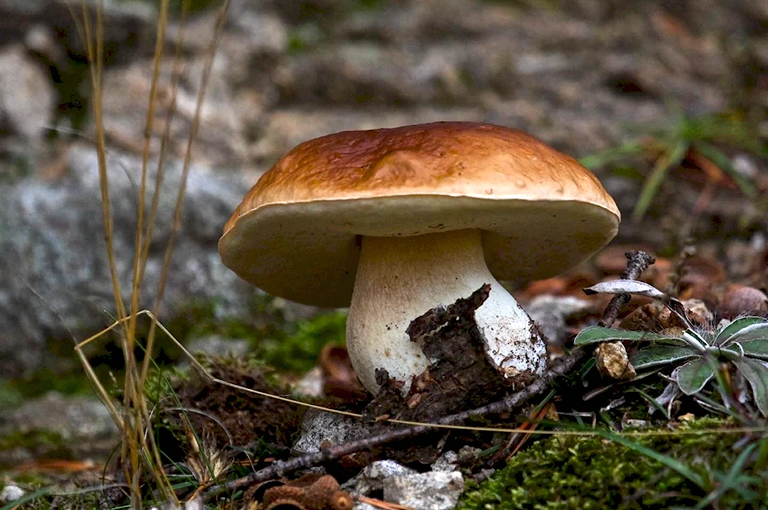 Белый Крымский гриб