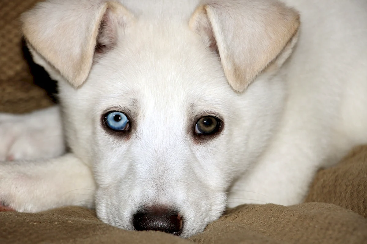 Белый лабрадор с голубыми глазами