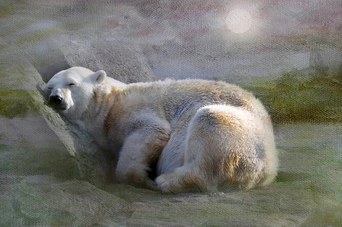 Белый медведь спит