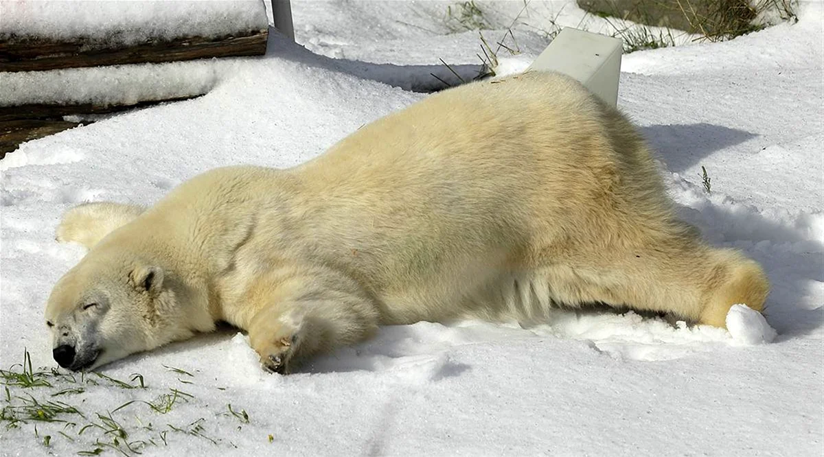 Белый Медвежонок лежит