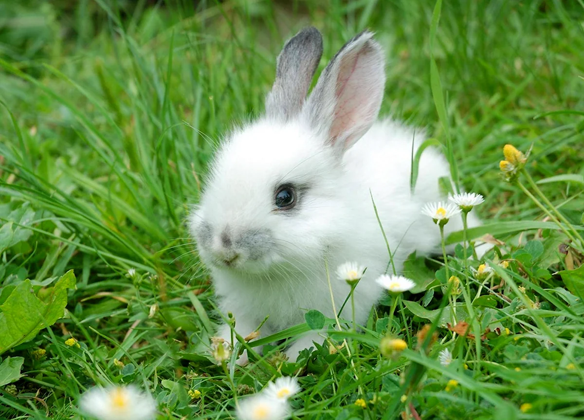 Белый металлический кролик