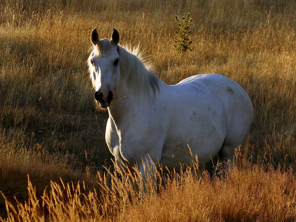 Белый Мустанг лошадь