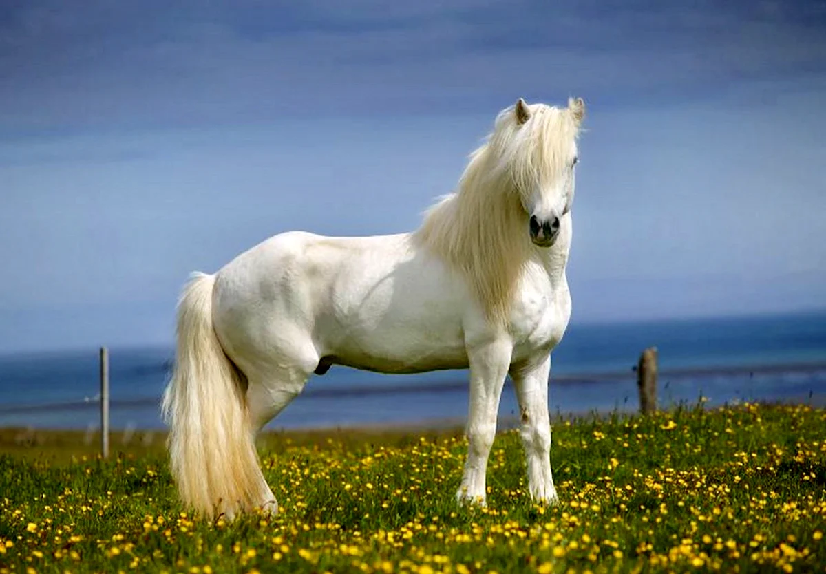 Белый Мустанг лошадь