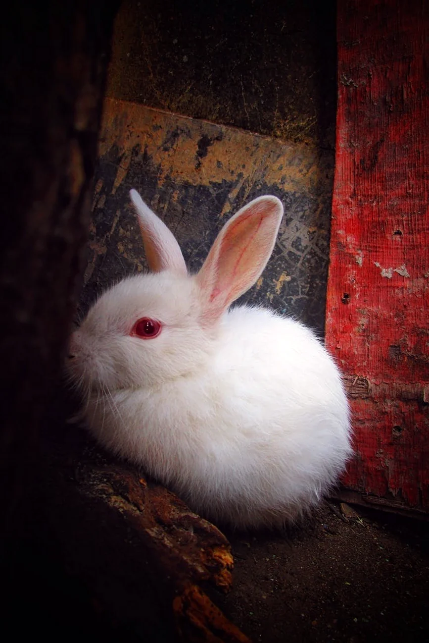 Белый Паннон кролик
