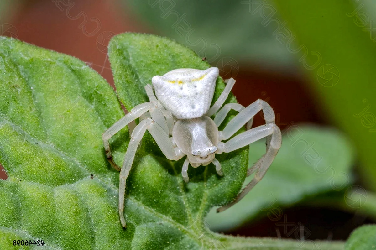 Белый паук краб