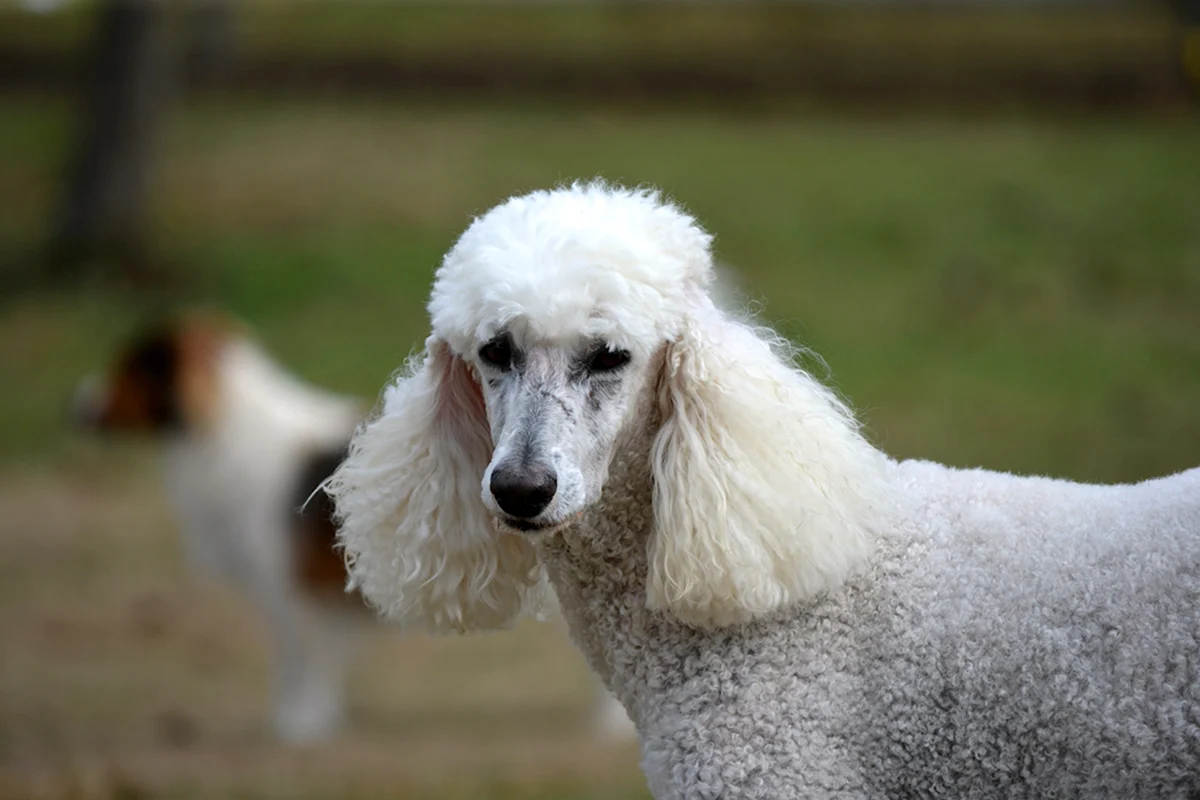 Белый пудель собака