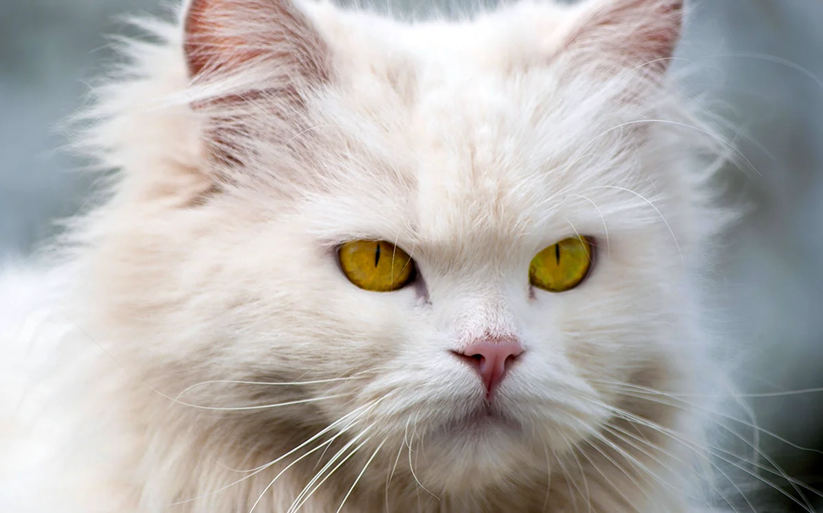 Белый пушистый кот с желтыми глазами