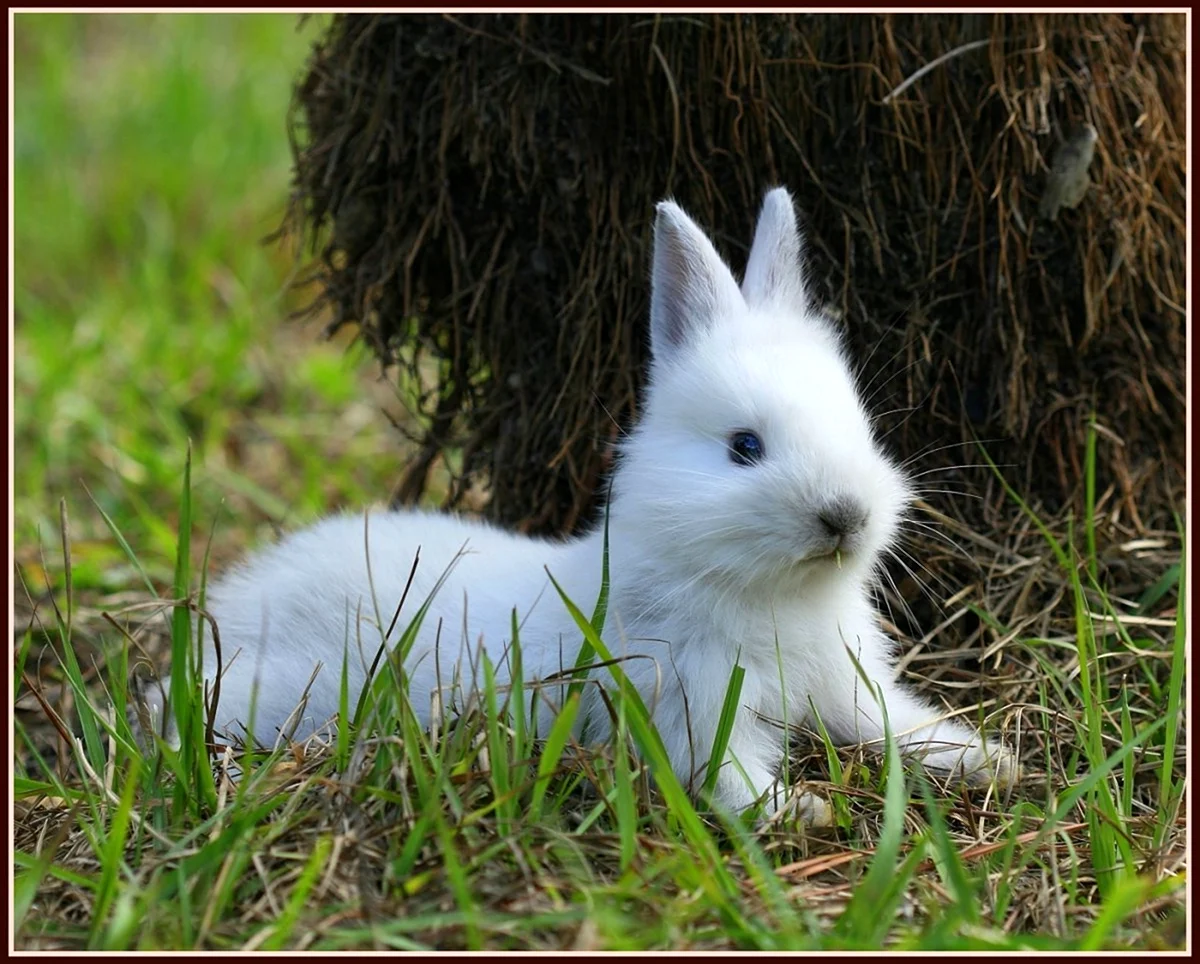Белый пушистый кролик