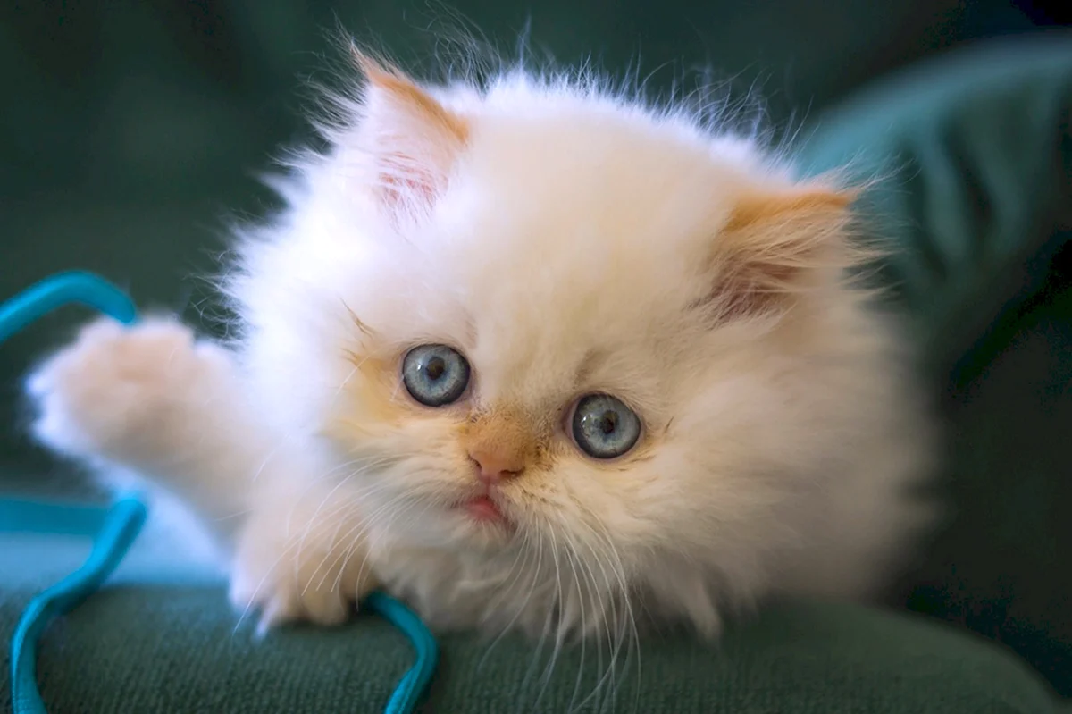 Белый пушистый персидский кот с голубыми глазами