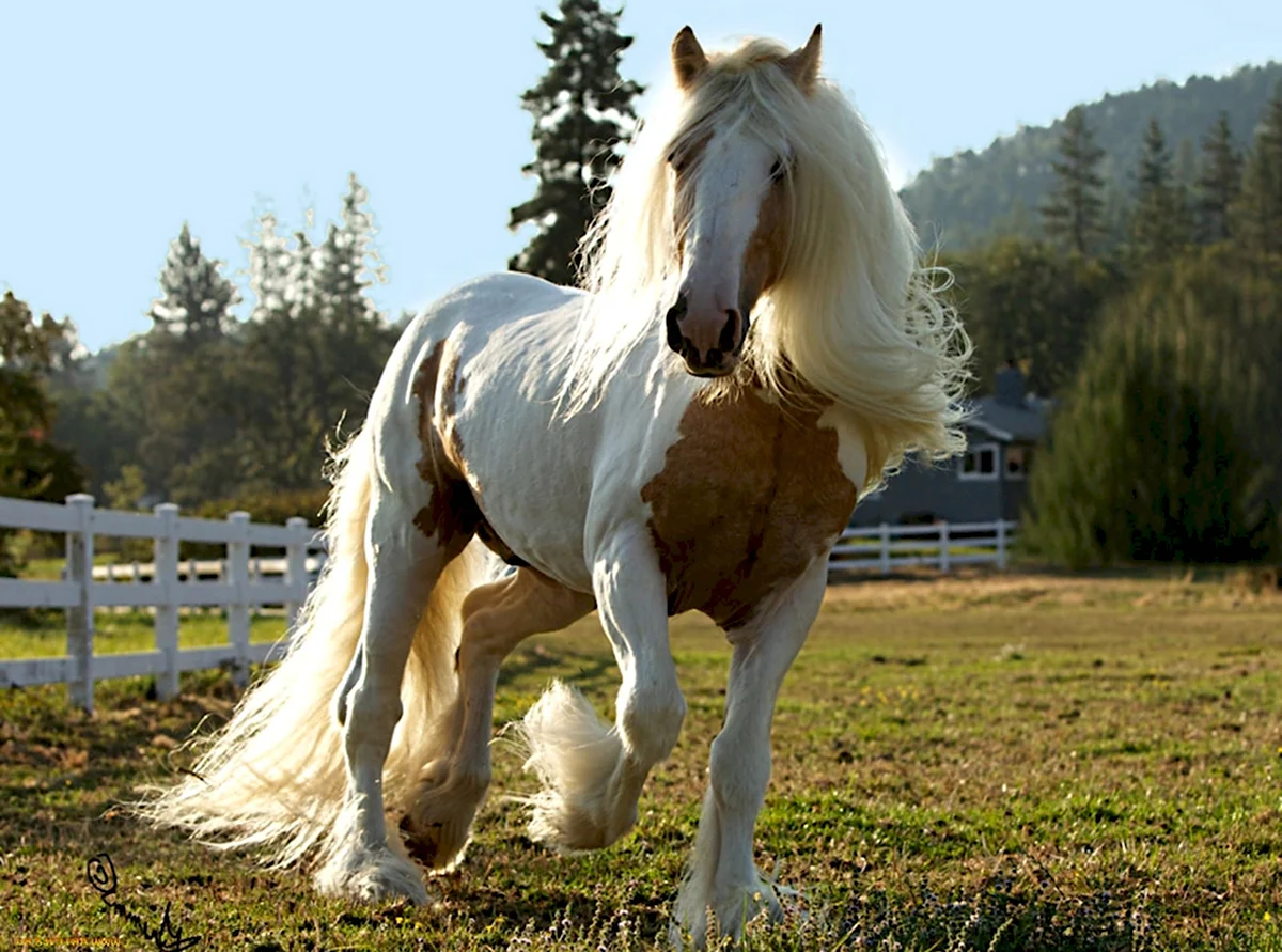 Белый Шайр лошадь