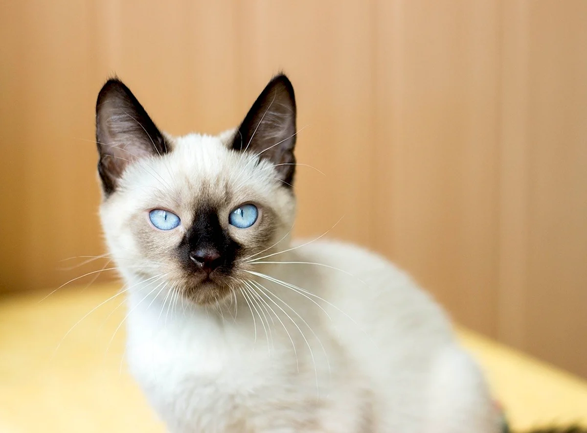 Белый сиамский кот с голубыми глазами