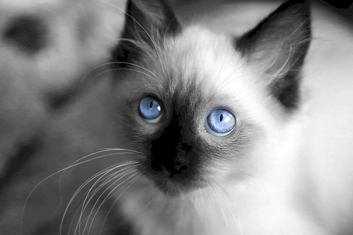 Белый сиамский кот с голубыми глазами