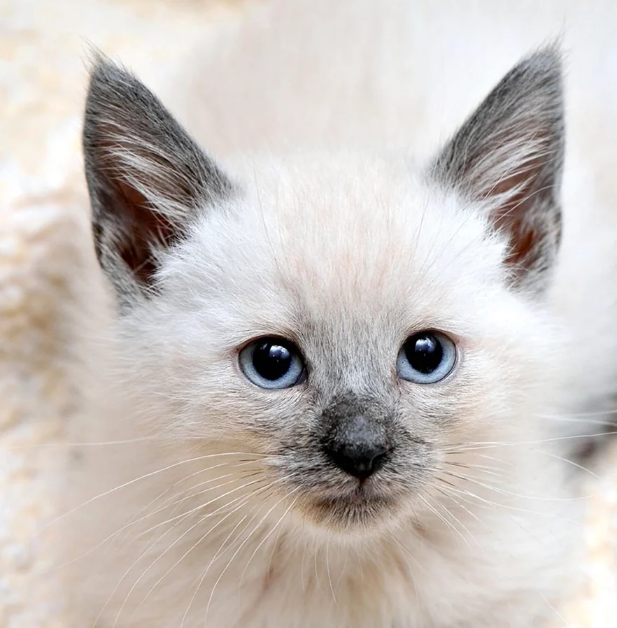 Белый сиамский котенок
