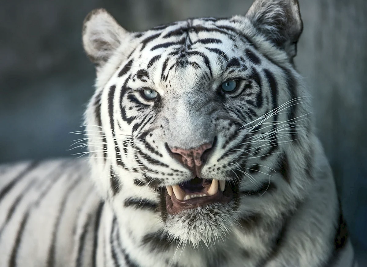 Белый тигр оскал