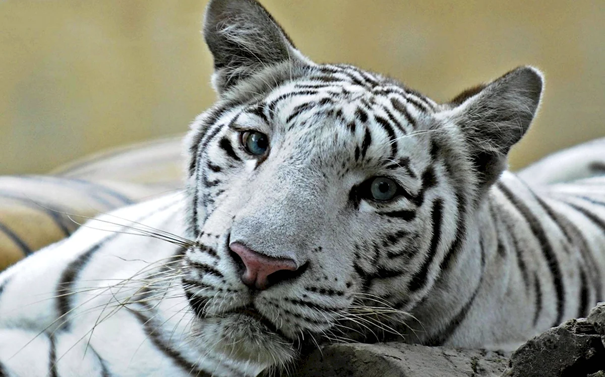 Белый тигр порода