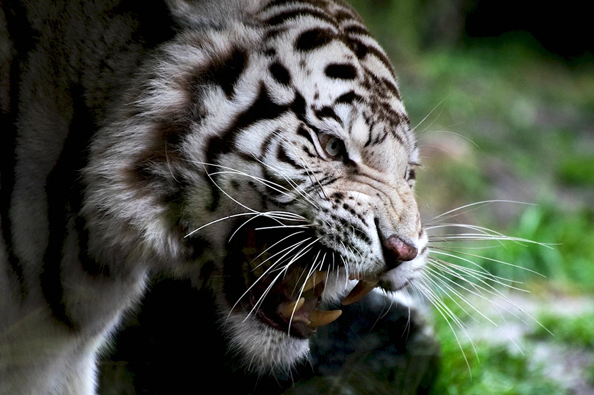 Белый тигр рычит