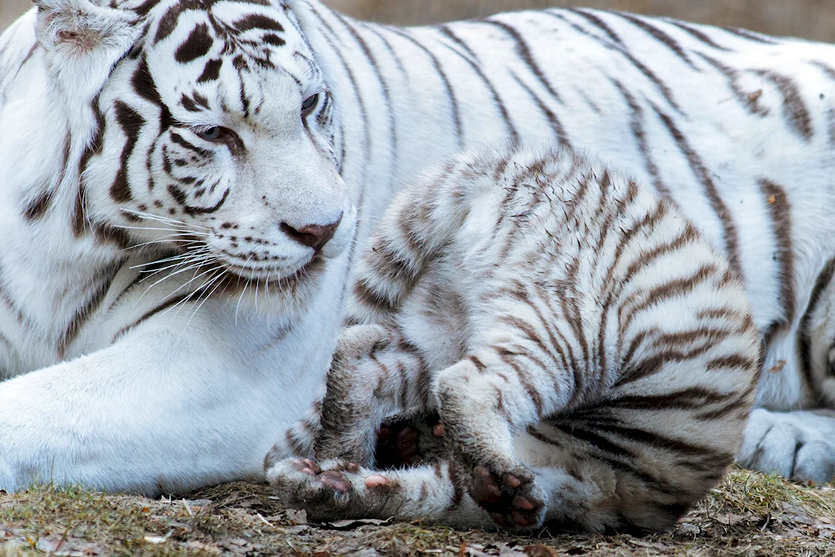 Белый тигр с тигренком