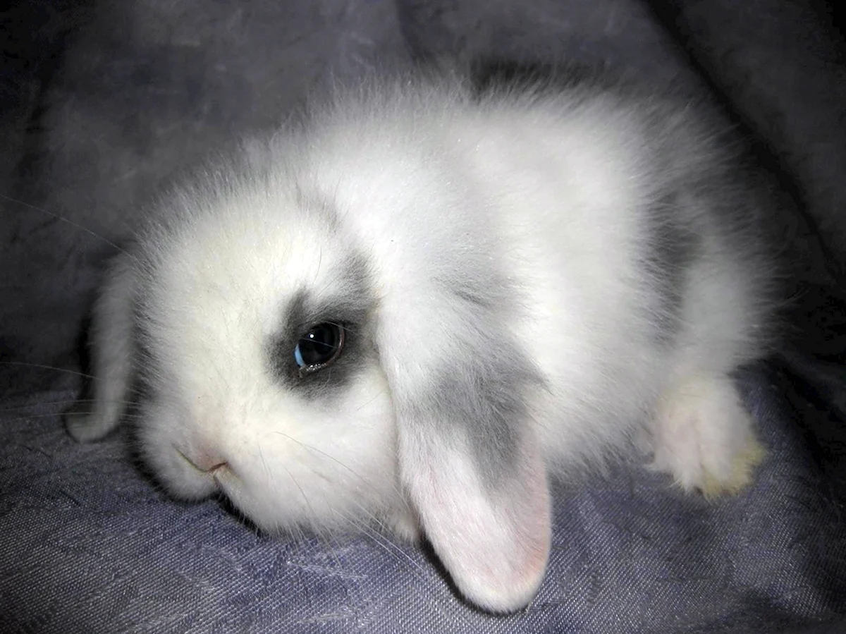 Белый вислоухий карликовый кролик
