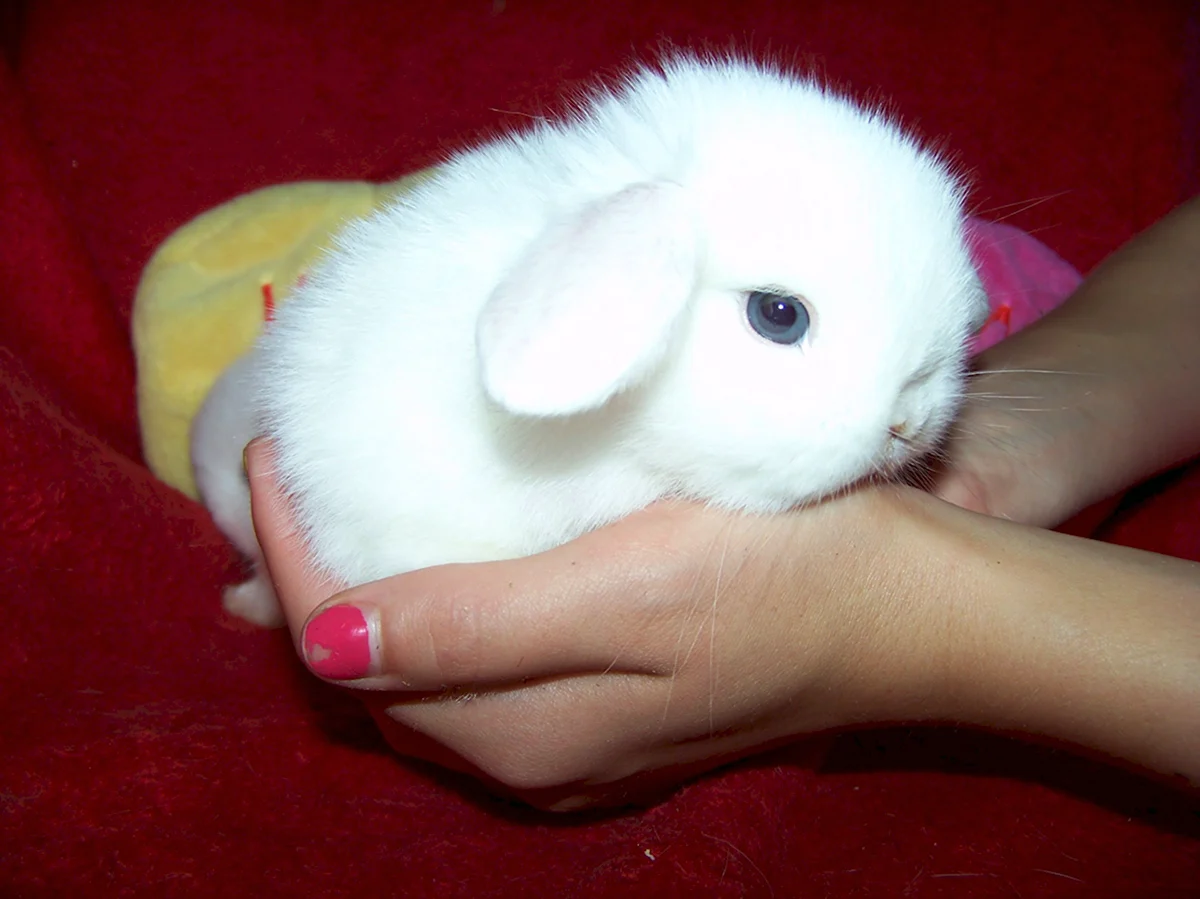 Белый вислоухий карликовый кролик