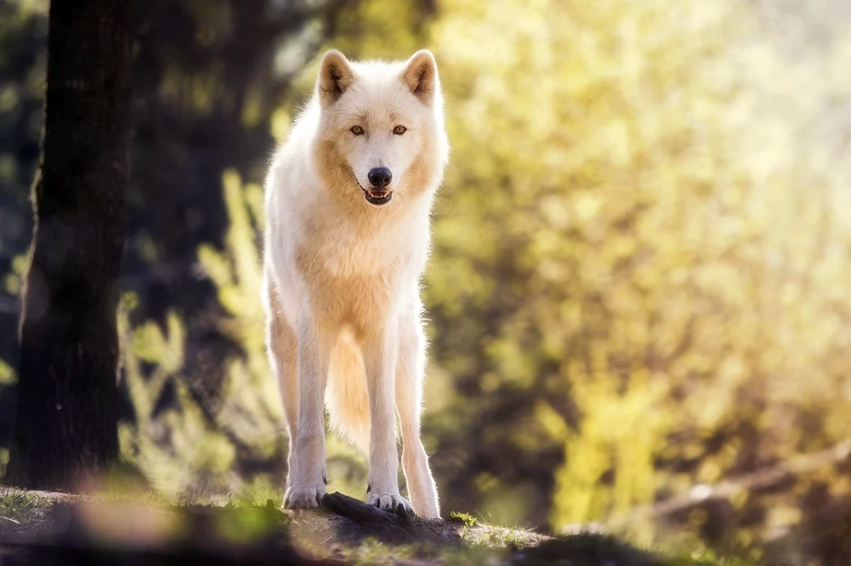 Белый волк с желтыми глазами