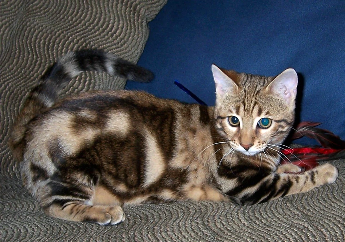 Бенгальская кошка Браун Марбл