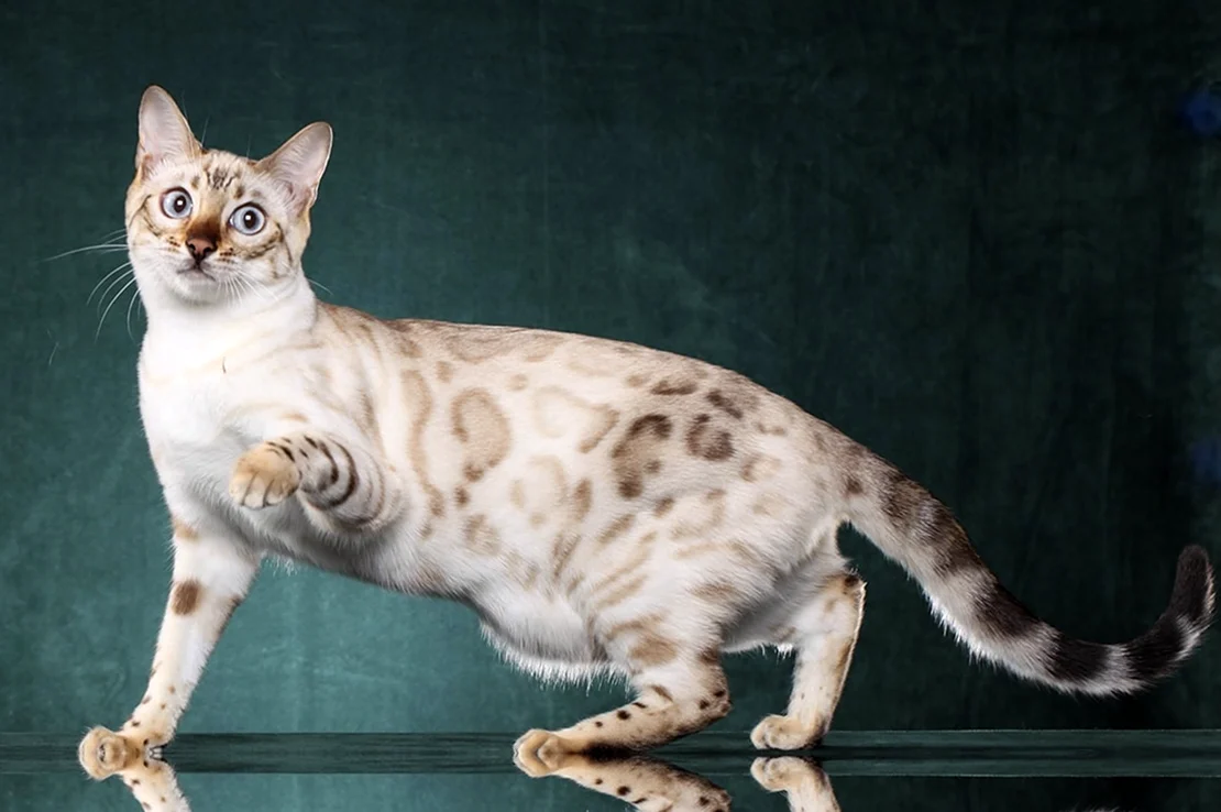 Бенгальская кошка Линкс