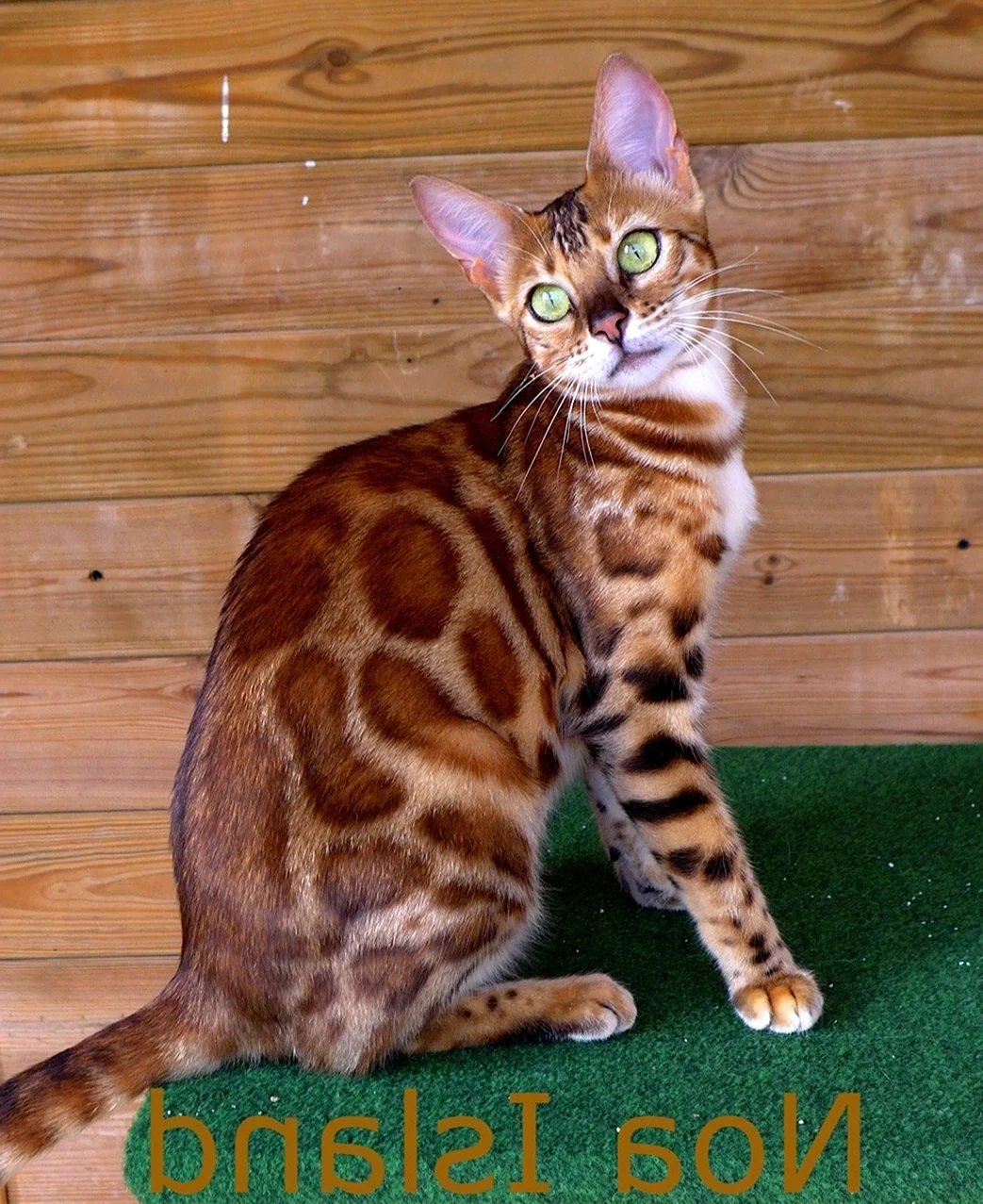 Бенгальская кошка Линкс