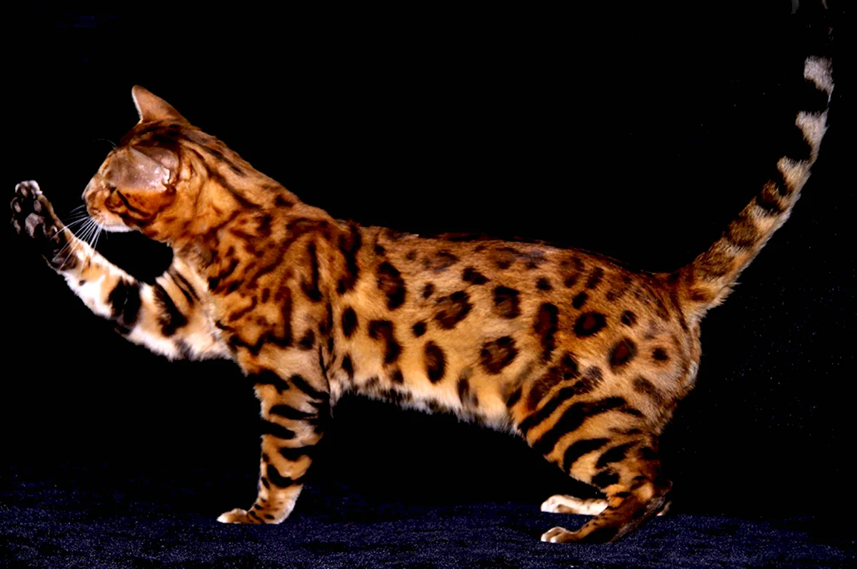 Бенгальская кошка табби