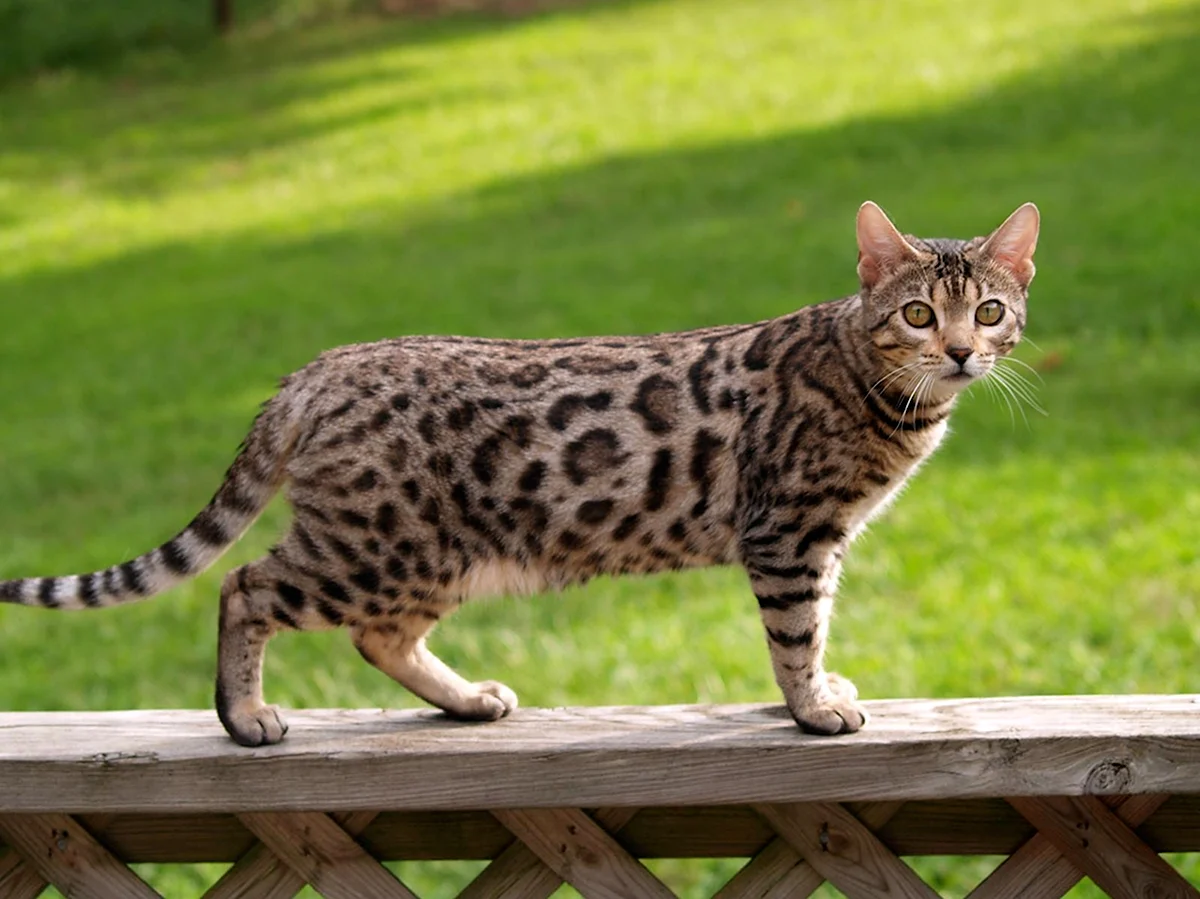 Бенгальская леопардовая кошка