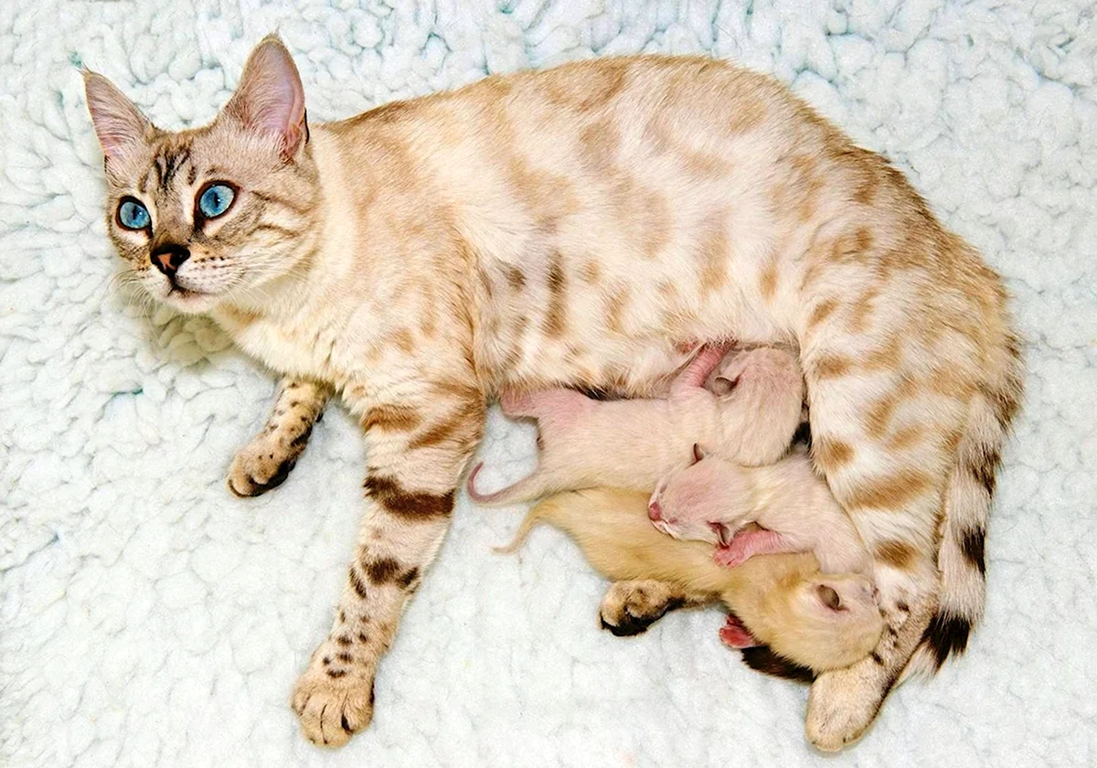 Бенгальские котята Новорожденные