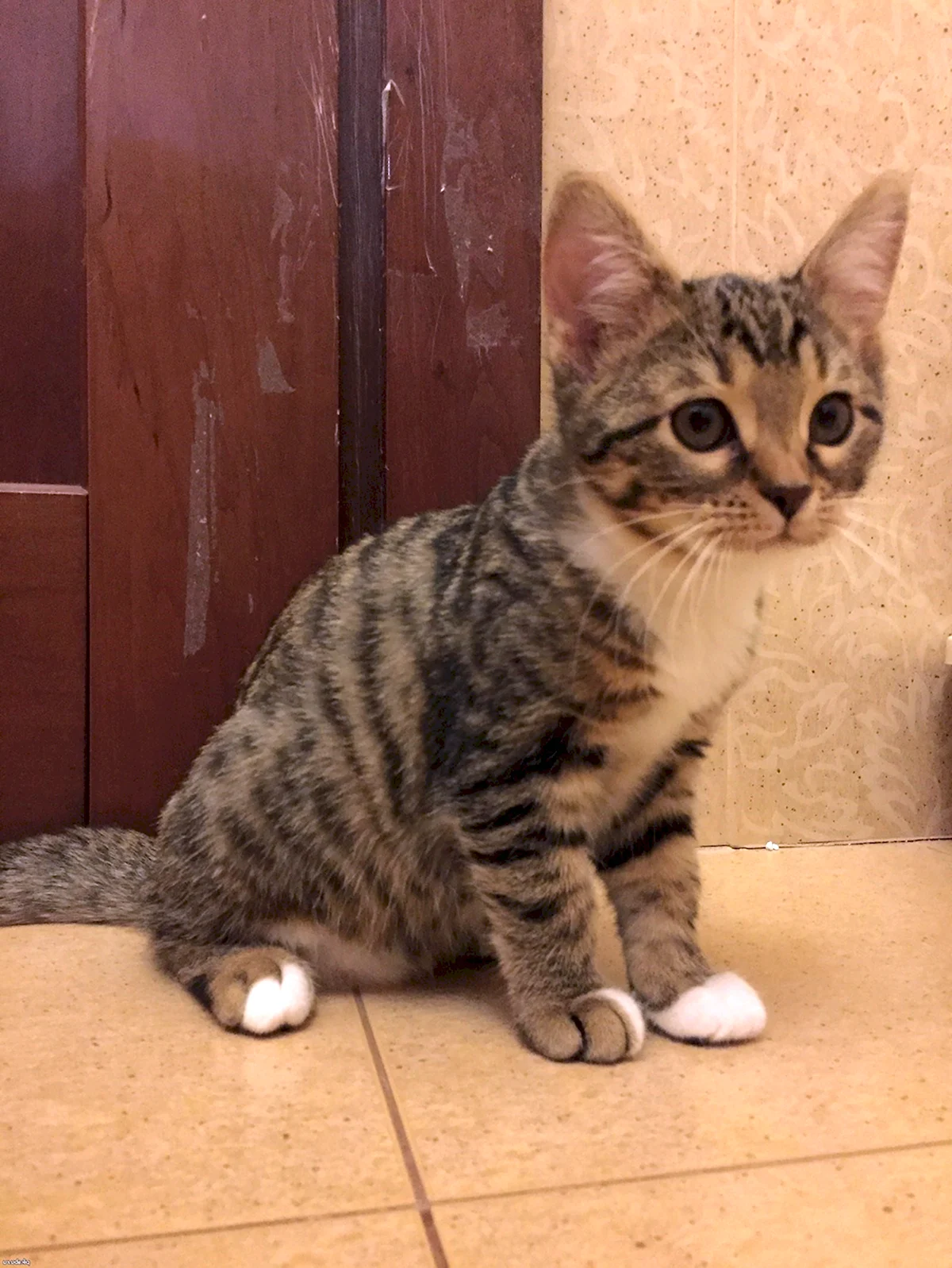 Бенгальский кот метис полосатый