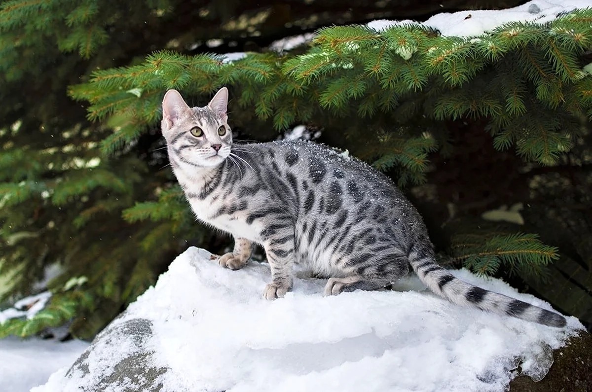 Бенгальский кот снежный Линкс