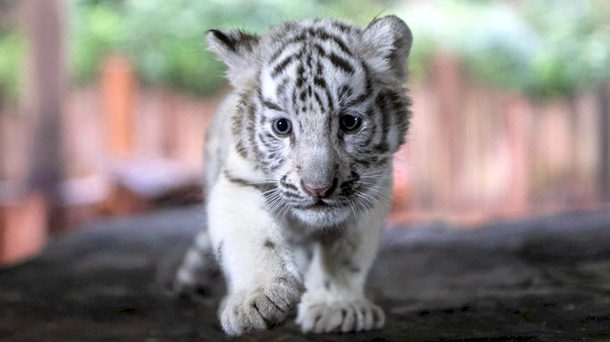 Бенгальский тигр белый маленький Тигренок