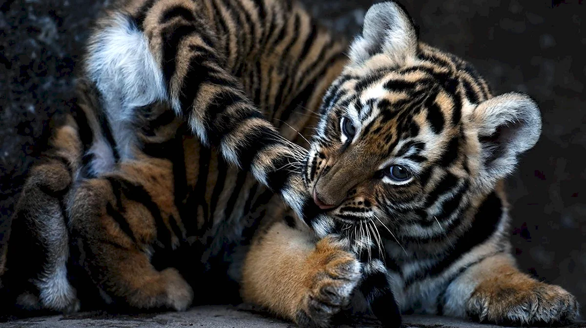 Бенгальский тигр детеныш